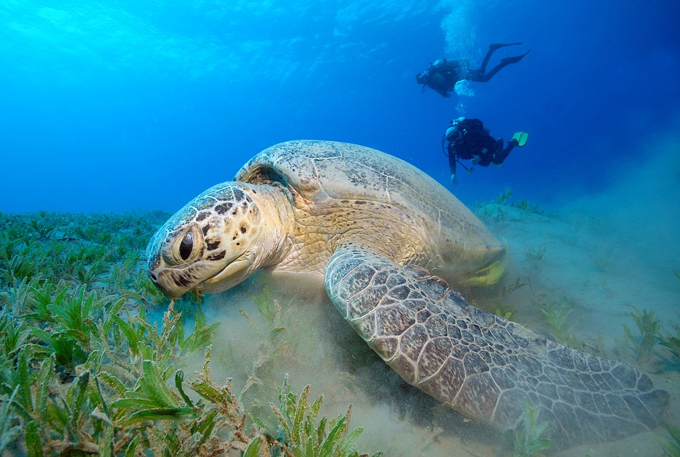 Tortue