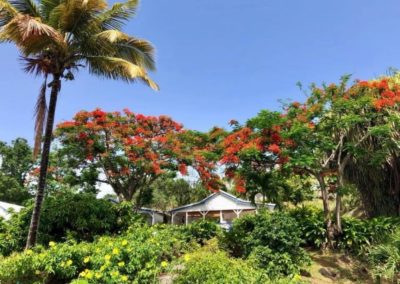 locations de vacances au coeur d'un jardin tropical